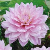 Dahlia Decorative Small Flowered: Dahlia 'Pink Magic'
