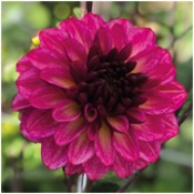 Dahlia 'Muchacha'