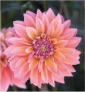 Dahlia 'Kick Off'