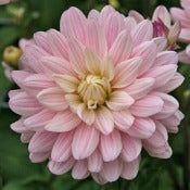 Dahlia 'Lady Kate'