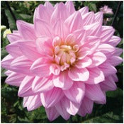 Dahlia Decorative Small Flowered: Dahlia 'Karma Prospero'