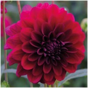 Dahlia Decorative Small Flowered: Dahlia 'Karma Naomi'