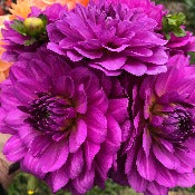 Dahlia Decorative Small Flowered: Dahlia 'Karma Lagoon'