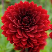 Dahlia Decorative Small Flowered: Dahlia 'Karma Amora'