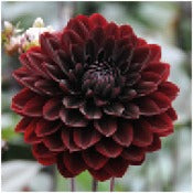 Dahlia Waterlilly Flowered: Dahlia 'Karma Choc'
