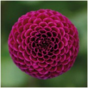 Dahlia Pompom: Dahlia 'Rocco'