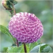 Dahlia Pompom: Dahlia 'Frank Holmes'
