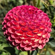 Dahlia Pompom: Dahlia 'Burlesca'