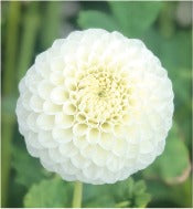 Dahlia Ball Flowered: Dahlia 'Ryecroft Jan'