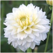 Dahlia Ball Flowered: Dahlia 'Polar Ice'
