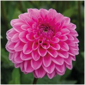 Dahlia Ball Flowered: Dahlia 'Pink Sylvia'