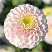 Dahlia Ball Flowered: Dahlia 'Pink Pearl'