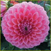 Dahlia Ball Flowered: Dahlia 'Nathalie G'