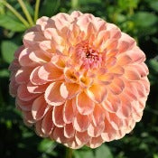 Dahlia Ball Flowered: Dahlia 'L.A.T.E'