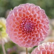 Dahlia Ball Flowered: Dahlia 'Linda's Baby'