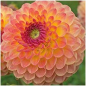 Dahlia Ball Flowered: Dahlia 'Lakeland Autumn'