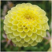 Dahlia 'Jowey Martina'