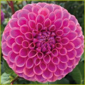 Dahlia 'Isabel'