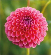 Dahlia Ball Flowered: Dahlia 'Hapet Coppery'