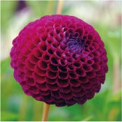 Dahlia Ball Flowered: Dahlia 'Downham Royal'