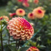 Dahlia Ball Flowered: Dahlia 'Bonanza'