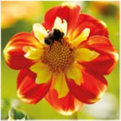 Dahlia Single: Dahlia 'Pooh'