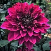 Dahlia Single: Dahlia 'Purple Haze'