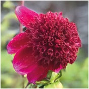 Dahlia Single: Dahlia 'Rockstar'