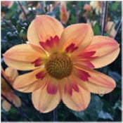 Dahlia 'Kelsie Annie Joy'