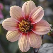 Dahlia 'Happy Single Kiss'