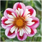 Dahlia Single: Dahlia 'Bumble Rumble'
