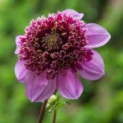 Dahlia 'Dad's Favourite'