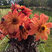 Dahlia Single: Dahlia 'Schipper's Bronze'