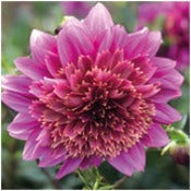 Dahlia Single: Dahlia 'Mambo'