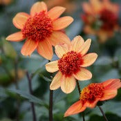 Dahlia Single: Dahlia 'Josie'