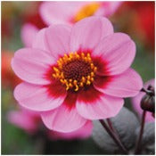 Dahlia Single: Dahlia 'Happy Single Juliet'