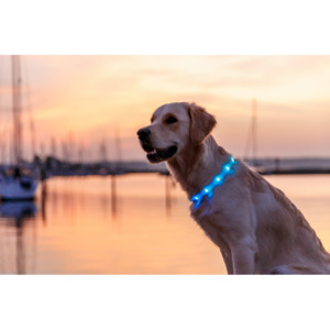 Dog Collars Harnesses Leads Tethering: LED Light Band Up to 65cm - Multicolour XS-XL cut to fit