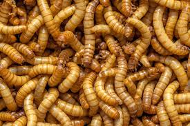 Bugs 4 You Mealworm 1000pk