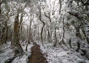 Tararuas: HOLDSWORTH SNOW
