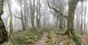 TARARUAS  HOLDSWORTH TRACK