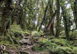 Tararuas: HOLDSWORTH TRACK