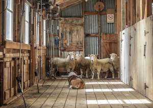 SHEARING SHED WAIATA