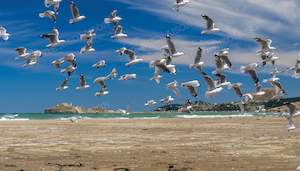 Birds Animals: CASTLEPOINT SEAGULLS