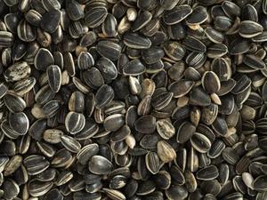 Topflite Sunflower Seed
