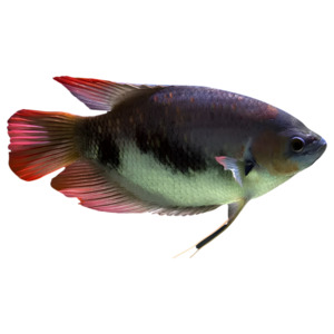Red Tail Giant Gourami