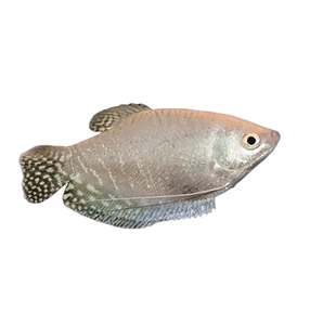 Live Fish: Platinum Gourami
