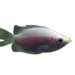 Live Fish: Pink Kissing Gourami