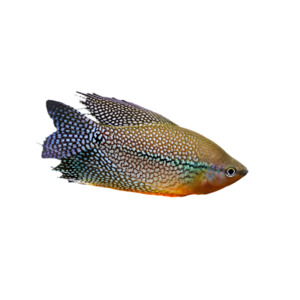 Pearl Gourami