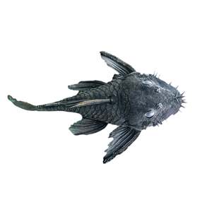 Pleco: Medusa Pleco L34 Ancistrus Ranunculus