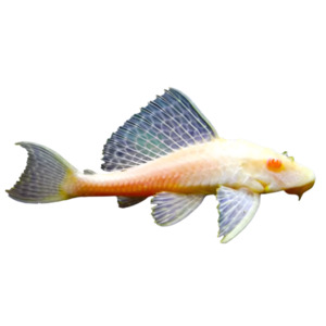 Albino Red Spot Pleco